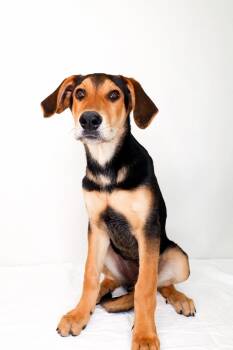 Hound Dogs Available for Adoption in Bixby, Oklahoma - Sweet Tea | PetCurious