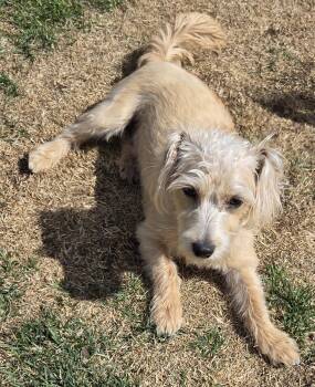 Miniature Schnauzer and Miniature Poodle Dogs Available for Adoption in Leduc, Alberta - Scruffy  | PetCurious