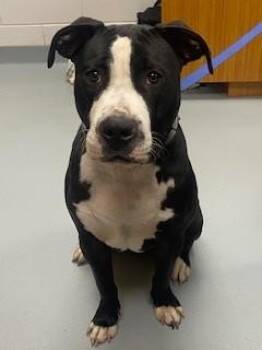 MAZIE -  Pit Bull Terrier Dog Available for Adoption in St. Cloud, Florida - MAZIE | PetCurious