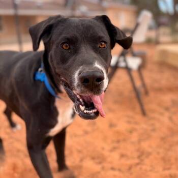 Jubilee -  Great Dane and Mixed Breed Dog for Adoption in Kanab, Utah - Jubilee | PetCurious