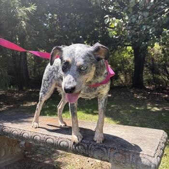 Sage -  Australian Cattle Dog Blue Heeler Dog for Adoption in Clanton, Alabama - Sage | PetCurious