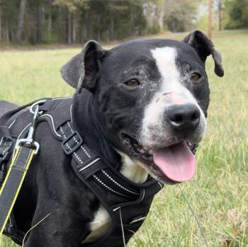 Myrna -  American Staffordshire Terrier Dog for Adoption in Lancaster, South Carolina - Myrna | PetCurious