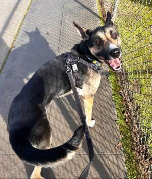 Rescue German Shepherd Dog and Siberian Husky Dogs for Adoption in Pleasant Grove, California - Jax | PetCurious