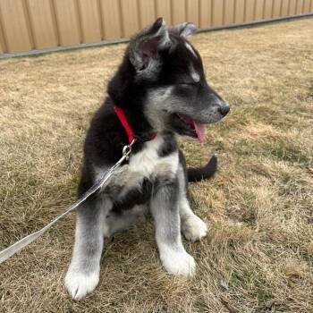 Husky and Mixed Breed Dogs Available for Adoption in Clavet, Saskatchewan - Skunk | PetCurious