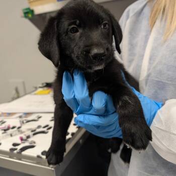 Blueberry -  Mixed Breed Dog for Adoption in Greenville, South Carolina - Blueberry | PetCurious