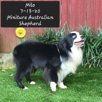 Milo -  Australian Shepherd Dog for Adoption in York, South Carolina - Milo | PetCurious