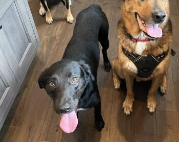 Jordan -  Labrador Retriever Dog for Adoption in Sedalia, Colorado - Jordan | PetCurious