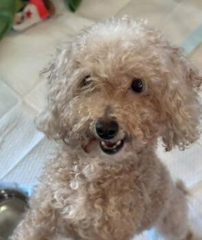 Maltese and Poodle Dogs Available for Adoption - Maltipoo - Laikyn | PetCurious