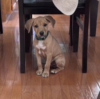 Yellow Labrador Retriever Dogs Available for Adoption in Oswego, Illinois - Waylon | PetCurious