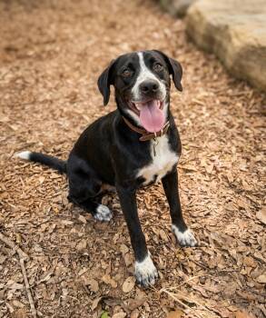 Lilly Anne -  Labrador Retriever Dog for Adoption in Gulfport, Mississippi - Lilly Anne | PetCurious