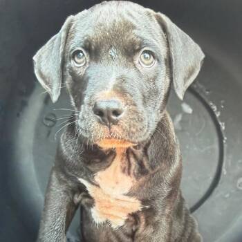 Biscuit -  Pit Bull Terrier and Mixed Breed Dog for Adoption in Nashville, Tennessee - Biscuit | PetCurious