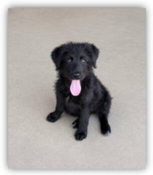 Lady -  Portuguese Water Dog and Mixed Breed Dog for Adoption in Hudson, New York - Lady | PetCurious