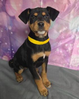 Rousey -  Rottweiler and Pit Bull Terrier Dog for Adoption in Sedalia, Colorado - Rousey | PetCurious