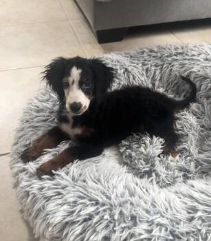 Lydia -  Bernese Mountain Dog and Poodle Dog for Adoption in Valrico, Florida - Lydia | PetCurious