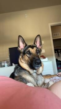 Rescue German Shepherd Dog Dogs for Adoption in Portland, Oregon - Rigby | PetCurious
