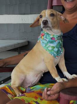 Sandy -  Dachshund Dog for Adoption in Maryville, Tennessee - Sandy | PetCurious