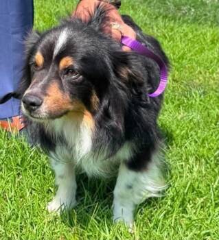 Blaze -  Australian Shepherd Dog for Adoption in Panama City, Florida - Blaze | PetCurious