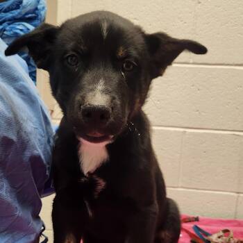Lemongrass -  Husky and Mixed Breed Dog Available for Adoption in Murray, Utah - Lemongrass | PetCurious