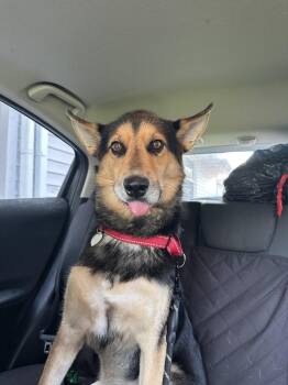 Wooffles -  Husky Dog for Adoption in Pataskala, Ohio - Wooffles | PetCurious