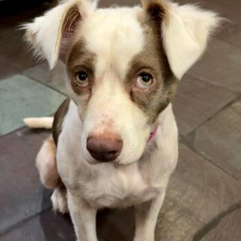 Piglet (Benefactor Dog) -  Australian Shepherd and Mixed Breed Dog for Adoption in New Orleans, Louisiana - Piglet (Benefactor Dog) | PetCurious