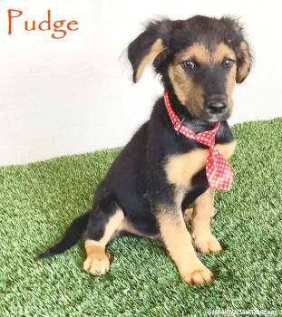 Pudge -  German Shepherd Dog and Australian Shepherd Dog Available for Adoption in San Diego, California - Pudge | PetCurious