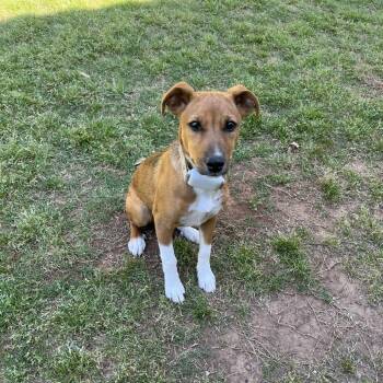Mixed Breed Dogs Available for Adoption in Tulsa, Oklahoma - Mary | PetCurious