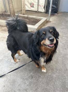 Rescue Mixed Breed Dogs for Adoption in Montreal, Quebec - Max | PetCurious