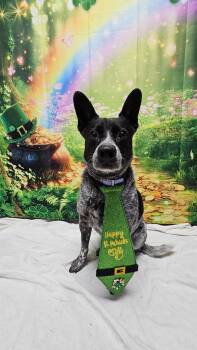 Bingo -  Australian Cattle Dog Blue Heeler Dog for Adoption in Wabash, Indiana - Bingo | PetCurious