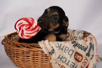 German Shepherd Dog and Mixed Breed Dogs Available for Adoption in Clinton, Wisconsin - Axel | PetCurious