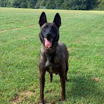 Moira (Mama) -  Dutch Shepherd and Belgian Shepherd Malinois Dog for Adoption in Overland Park, Kansas - Moira (Mama) | PetCurious