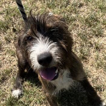Paco -  Schnauzer Dog for Adoption in Jacksonville, Arkansas - Paco | PetCurious
