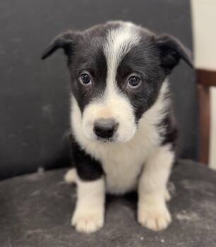 Sweets -  Mixed Breed Dog for Adoption in Bemidji, Minnesota - Sweets | PetCurious