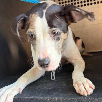 Ernastine -  Pit Bull Terrier Dog for Adoption in Birmingham, Alabama - Ernastine | PetCurious