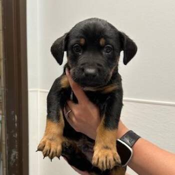 Mixed Breed Dogs Available for Adoption in Durango, Colorado - Grant | PetCurious