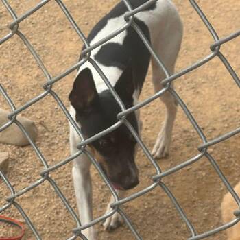 Ree -  Rat Terrier Dog for Adoption in Kingman, Arizona - Ree | PetCurious