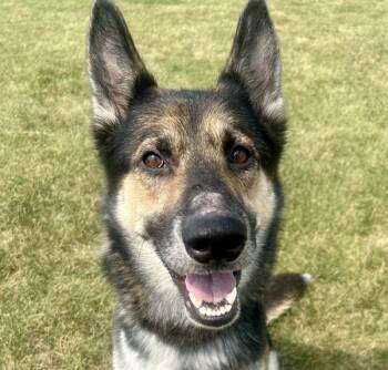 Karl -  German Shepherd Dog Dog for Adoption in Golden, Colorado - Karl | PetCurious