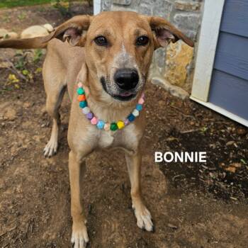 Rescue Labrador Retriever and Mixed Breed Dogs for Adoption in Madisonville, Tennessee - Bonnie | PetCurious