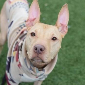 Rescue Mixed Breed Dogs for Adoption in New York, New York - Princess | PetCurious