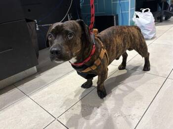 HOT DOG -  Pit Bull Terrier and Dachshund Dog for Adoption in Rowlett, Texas - HOT DOG | PetCurious