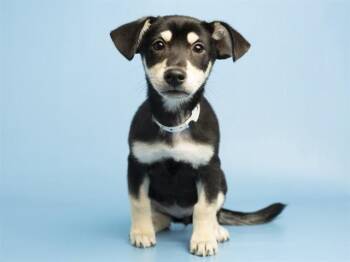 FAYE -  German Shepherd Dog Dog for Adoption in Phoenix, Arizona - FAYE | PetCurious