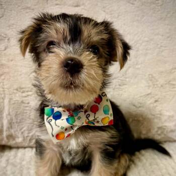 Bad Bunny -  Terrier Dog for Adoption in Fort Worth, Texas - Bad Bunny | PetCurious