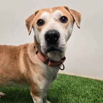 Mixed Breed Dogs Available for Adoption - Hank | PetCurious