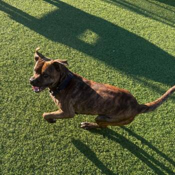 Alder -  Mixed Breed Dog for Adoption in Pittsburgh, Pennsylvania - Alder | PetCurious