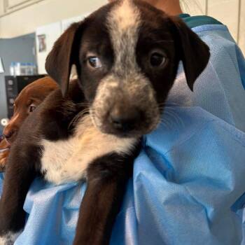 Allesandra -  Mixed Breed Dog for Adoption in Huntington, West Virginia - Allesandra | PetCurious