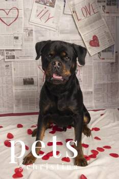 Rottweiler Dogs Available for Adoption - Kody | PetCurious