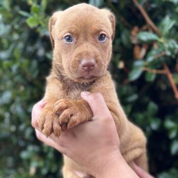 Rescue Doberman Pinscher Dogs for Adoption in Fort Smith, Arkansas - Maeve(Brownie) | PetCurious