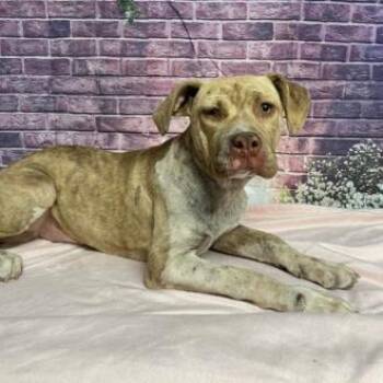Autumn -  Pit Bull Terrier and Mixed Breed Dog for Adoption in Fort Collins, Colorado - Autumn | PetCurious