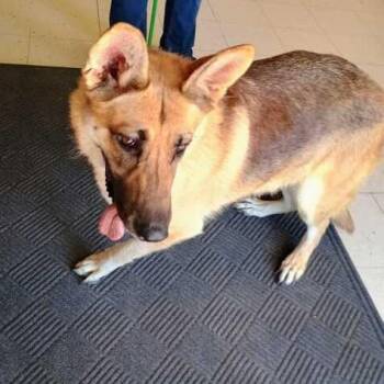 Queen Never Cry -  Mixed Breed Dog for Adoption in Davenport, Iowa - Queen Never Cry | PetCurious