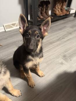 Winchester- Puppy -  German Shepherd Dog Dog for Adoption in Akron, Ohio - Winchester- Puppy | PetCurious