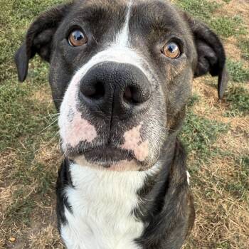 Rescue Mixed Breed Dogs for Adoption in Hilton, New York - Jeter | PetCurious